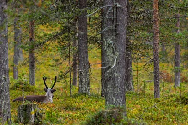 Sonbaharda Kuzey Finlandiya, Laponya 'da ren geyikleri. Avrupa.