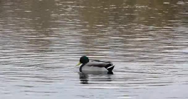 Mallard Wiosną Rezerwacie Przyrody Aiguamolls Emporda Hiszpania Uhd — Wideo stockowe