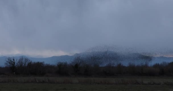 Starlings Murmuration Aiguamolls Emporda Nature Park Spain Uhd — Stock Video