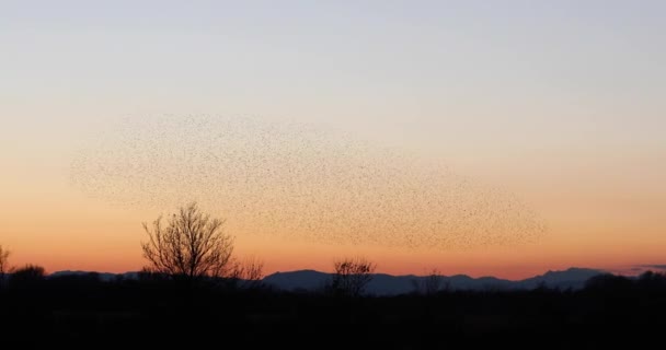 Starlings Murmuration Aiguamolls Emporda Nature Park Spain Uhd — Stock Video