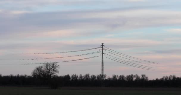 Бормотание Скворцов Природном Парке Aiguamolls Emporda Испания Uhd — стоковое видео