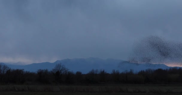 Starlings Murmuration Aiguamolls Emporda Nature Park Spain Uhd — Stock Video