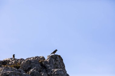 Beseit Limanı, Tarragona, İspanya 'da Kaya Serçesi (Petronia Petronia).