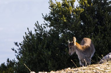 Beseit, Tarragona, İspanya 'da dağ keçisi.