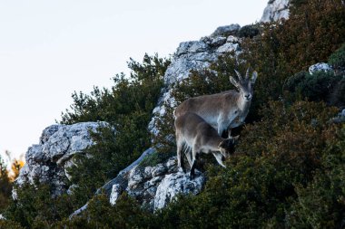 Beseit, Tarragona, İspanya 'da dağ keçisi.