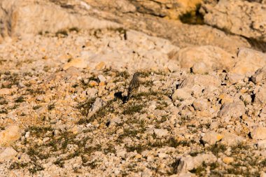 Beseit Limanı, Tarragona, İspanya 'da Kaya Serçesi (Petronia Petronia).