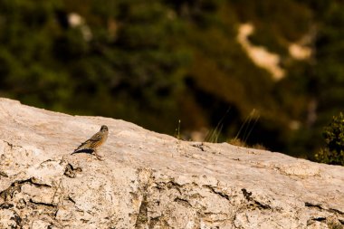 Beseit Limanı, Tarragona, İspanya 'da Kaya Serçesi (Petronia Petronia).