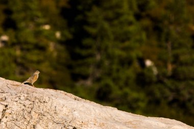 Beseit Limanı, Tarragona, İspanya 'da Kaya Serçesi (Petronia Petronia).