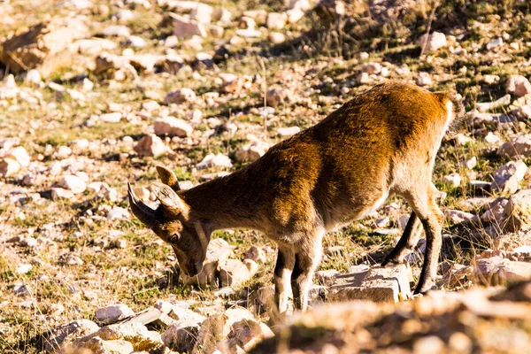 Chèvre Montagne Cuenca Espagne — Photo