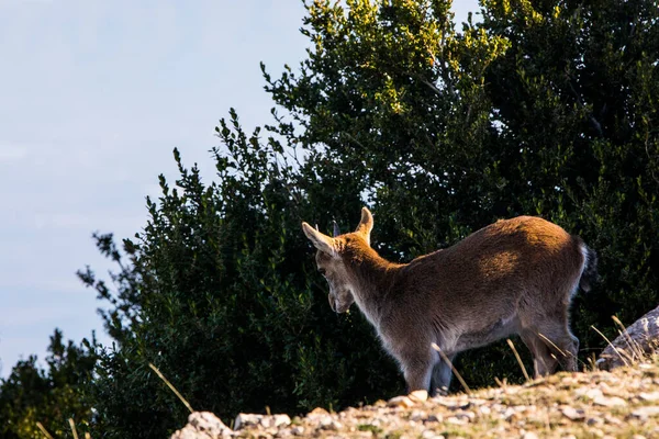 Chèvre Montagne Cuenca Espagne — Photo