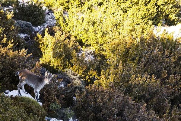 Chèvre Montagne Cuenca Espagne — Photo