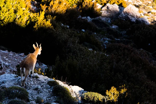 Cabra Montaña Ports Beseit Tarragona España —  Fotos de Stock