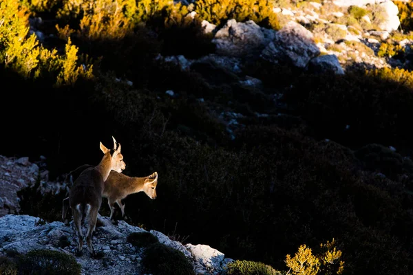 Chèvre Montagne Cuenca Espagne — Photo