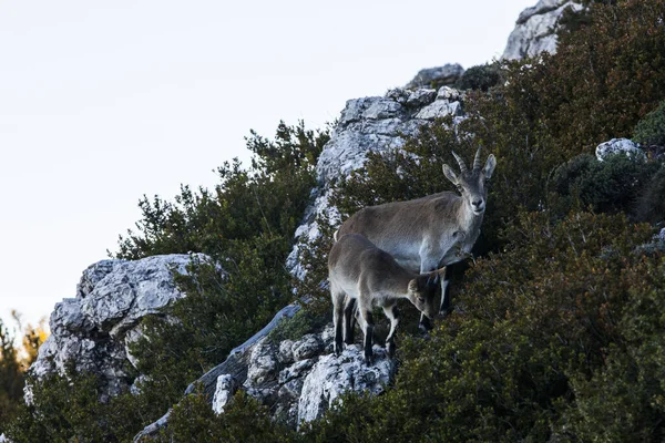 Chèvre Montagne Cuenca Espagne — Photo