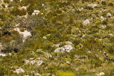 Beseit, Tarragona, İspanya 'da dağ keçisi.