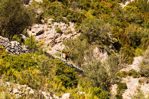 Mountain Goat Ports Beseit Tarragona Spain — Stock Photo, Image