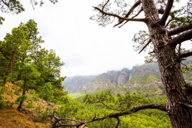 Cumprecita, Caldera De Taburiente, La Palma Adası, Kanarya Adaları, İspanya