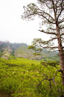 Cumprecita, Caldera De Taburiente, La Palma Adası, Kanarya Adaları, İspanya