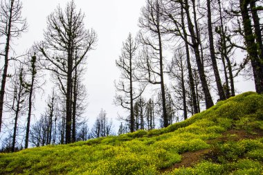 Caldera de Taburiente 'de yanmış orman, La Palma Adası, Kanarya Adaları, İspanya