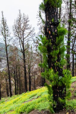 Caldera de Taburiente 'de yanmış orman, La Palma Adası, Kanarya Adaları, İspanya