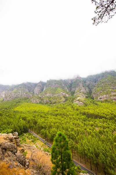 Άνοιξη Στην Cumprecita Caldera Taburiente Νήσος Palma Κανάριοι Νήσοι Ισπανία — Φωτογραφία Αρχείου