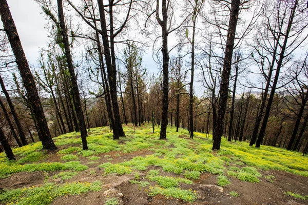 Caldera de Taburiente 'de yanmış orman, La Palma Adası, Kanarya Adaları, İspanya