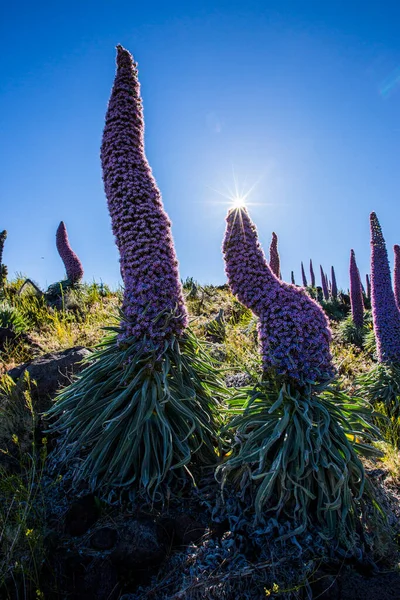 Günbatımı Caldera De Taburiente, La Palma Adası, Kanarya Adaları, İspanya