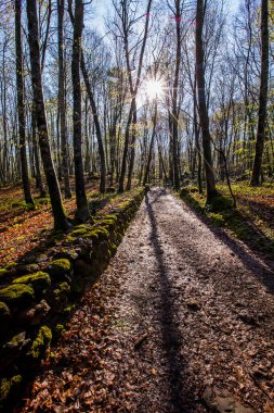 Spring sunrise in La Fageda D En Jorda Forest, La Garrotxa, Spain.