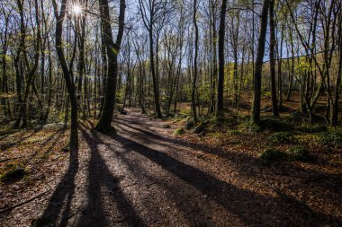 Spring sunrise in La Fageda D En Jorda Forest, La Garrotxa, Spain.