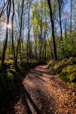 Spring sunrise in La Fageda D En Jorda Forest, La Garrotxa, Spain.