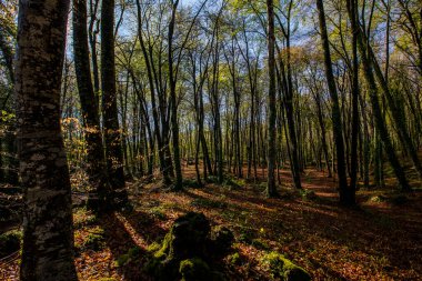 Spring sunrise in La Fageda D En Jorda Forest, La Garrotxa, Spain.
