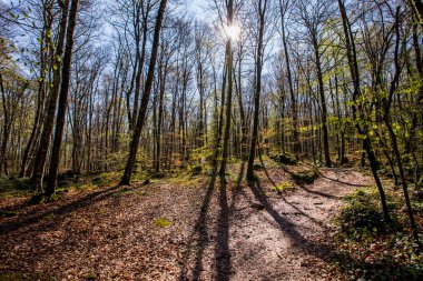 Spring sunrise in La Fageda D En Jorda Forest, La Garrotxa, Spain.