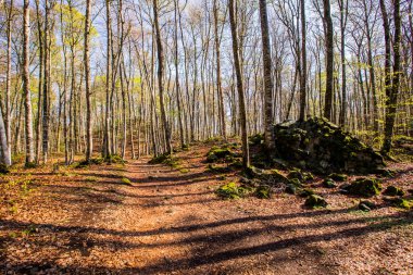 Spring sunrise in La Fageda D En Jorda Forest, La Garrotxa, Spain.