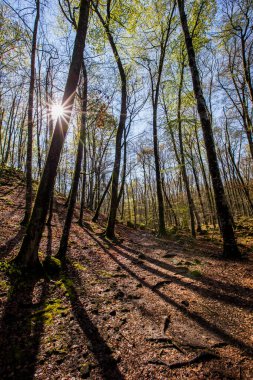 Spring sunrise in La Fageda D En Jorda Forest, La Garrotxa, Spain.