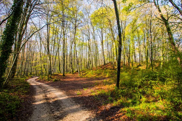 Spring Sunrise Fageda Jorda Forest Garrotxa Spain — Fotografia de Stock