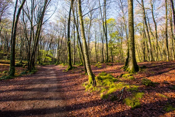 Spring sunrise in La Fageda D En Jorda Forest, La Garrotxa, Spain.
