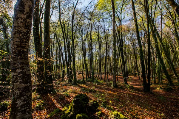 Spring Sunrise Fageda Jorda Forest Garrotxa Spain — Φωτογραφία Αρχείου