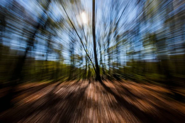 Spring Sunrise Fageda Jorda Forest Garrotxa Spain — Stockfoto