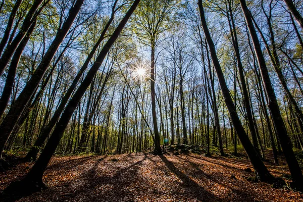 Spring Sunrise Fageda Jorda Forest Garrotxa Spain — стоковое фото