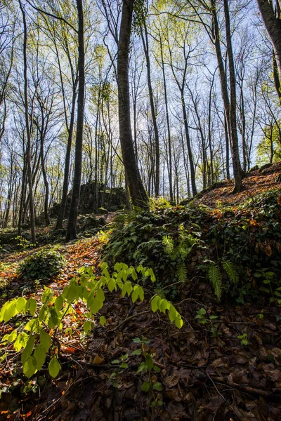 Spring Sunrise Fageda Jorda Forest Garrotxa Spain — Φωτογραφία Αρχείου