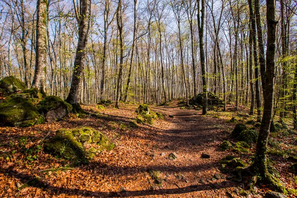 Spring Sunrise Fageda Jorda Forest Garrotxa Spain — Φωτογραφία Αρχείου