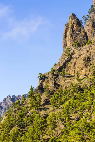 Άνοιξη Στην Cumprecita Caldera Taburiente Νήσος Palma Κανάριοι Νήσοι Ισπανία — Φωτογραφία Αρχείου