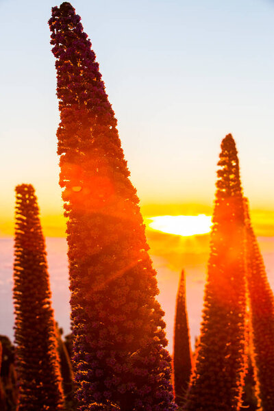 Sunset between Tajinastes in Caldera De Taburiente, La Palma Island, Canary Islands, Spain
