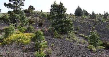 Birigoyo tepesine doğru yürüyen genç bir kadın, La Palma Adası, Kanarya Adaları. 4K UHD