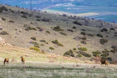 Capcir, Cerdagne, Pyrenees, Güney Fransa 'da gün batımı ve geyikler.
