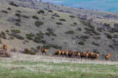 Capcir, Cerdagne, Pyrenees, Güney Fransa 'da gün batımı ve geyikler.