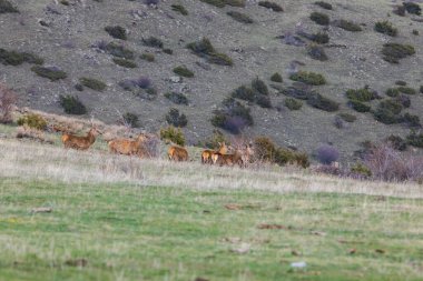Capcir, Cerdagne, Pyrenees, Güney Fransa 'da gün batımı ve geyikler.