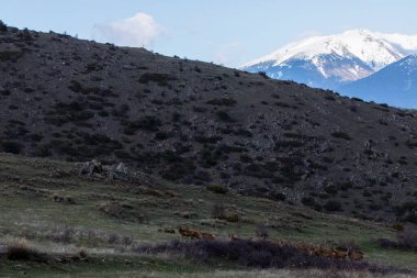 Capcir, Cerdagne, Pyrenees, Güney Fransa 'da gün batımı ve geyikler.
