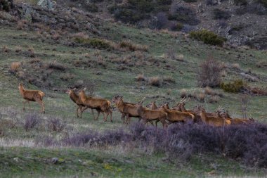 Capcir, Cerdagne, Pyrenees, Güney Fransa 'da gün batımı ve geyikler.