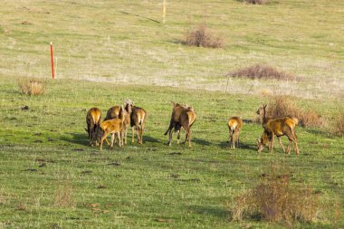 Capcir, Cerdagne, Pyrenees, Güney Fransa 'da gün batımı ve geyikler.